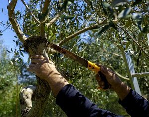 tree service stafford va